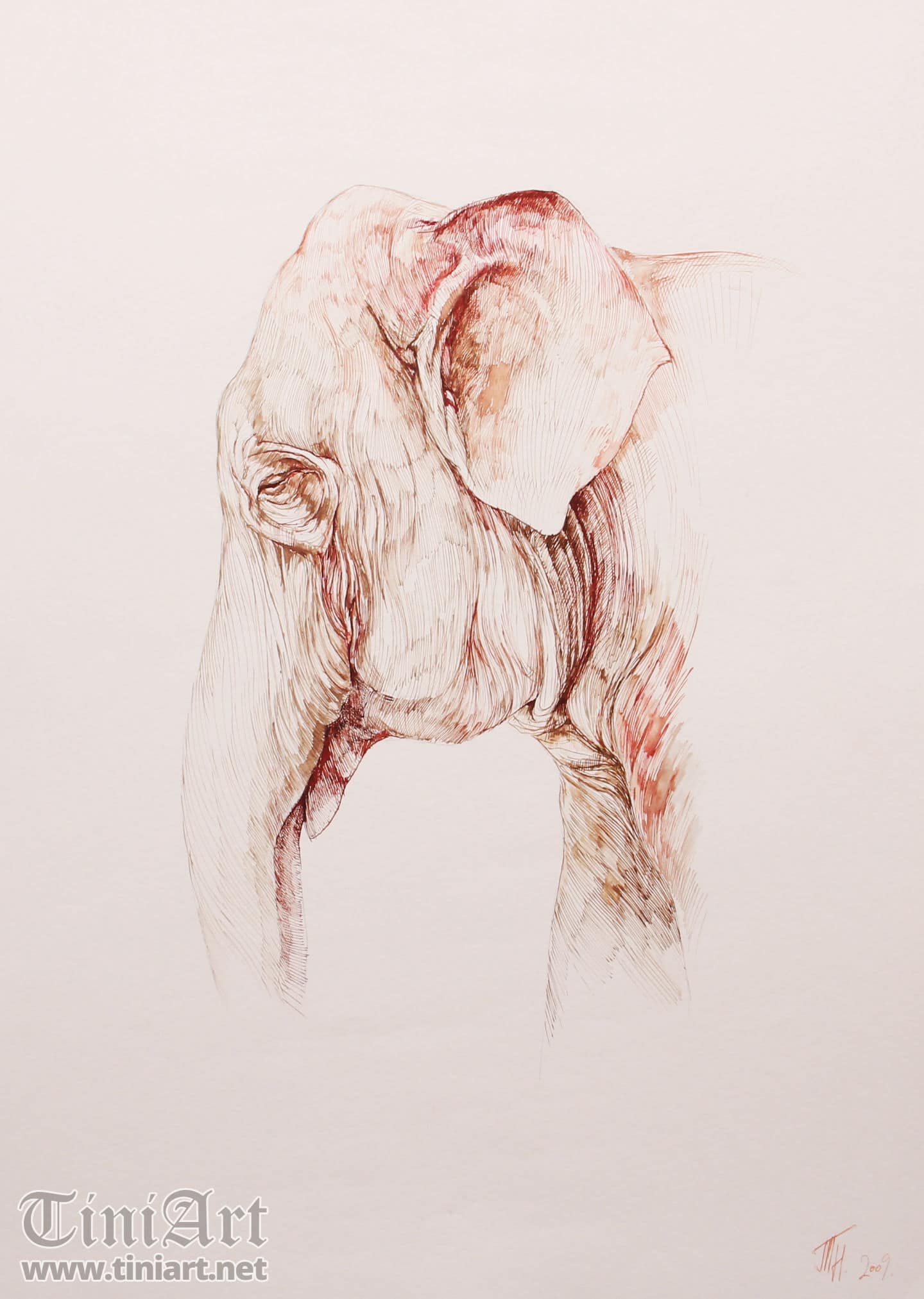 Elephant Portrait 2 (Full)