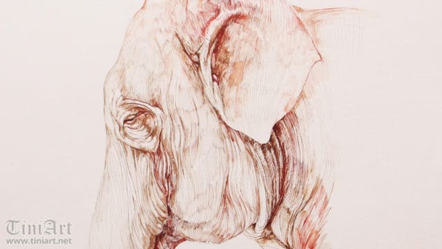 Elephant Portrait 2 (Preview)