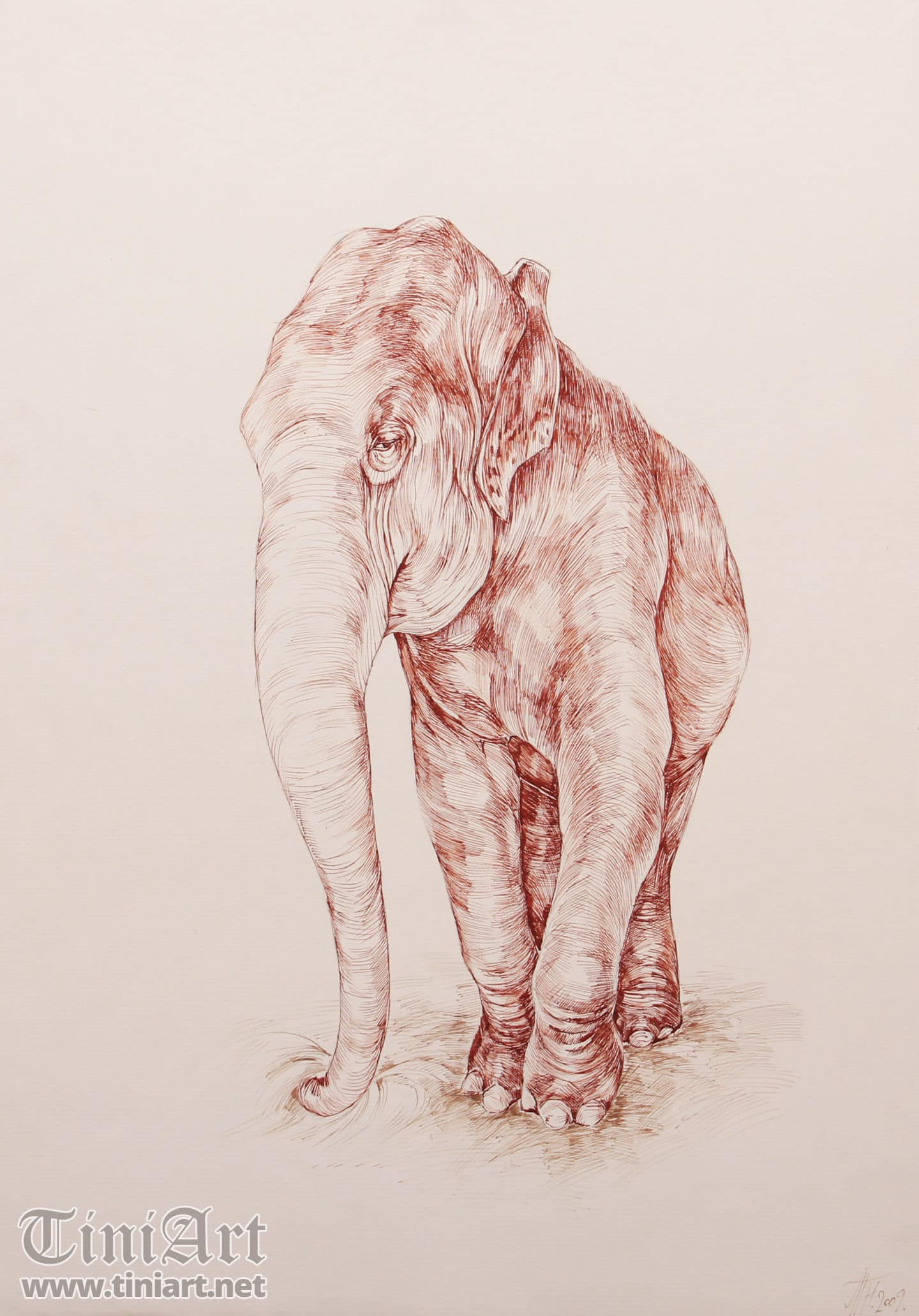 Elephant with Hay (Full)