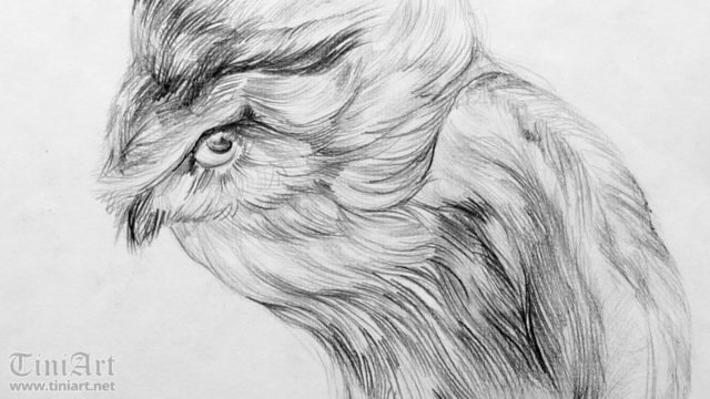 Owl 1 (Preview)