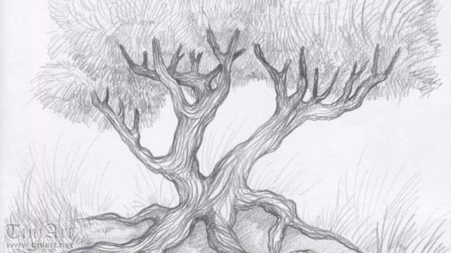 Wild plum (Preview)